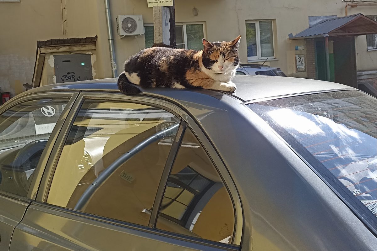 Автоэксперт Смит назвал главные ошибки при уходе за кузовом машины